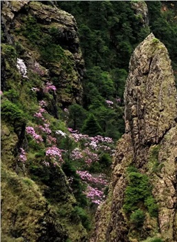 神農(nóng)頂、神農(nóng)祭壇、官門山、天生橋、昭君故里汽車三日純玩游