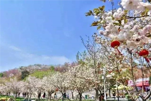 長沙潯龍河櫻花谷、田漢文化園一日游