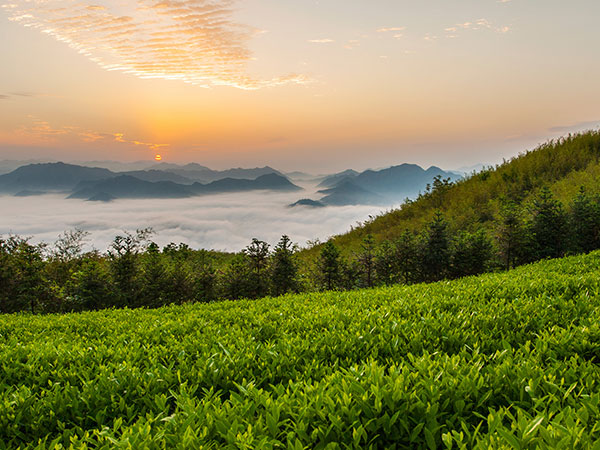 益陽(yáng)安化?天下茶道、云臺(tái)山、茶香花海2日游