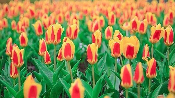 岳陽(yáng)花語(yǔ)世界、汴河街一日游